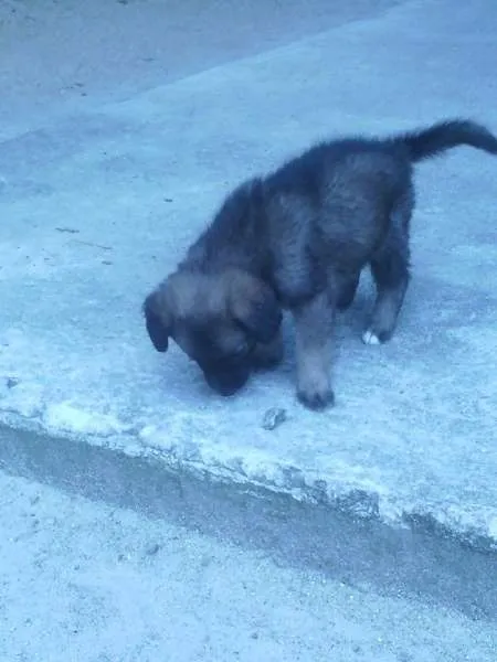 Cachorro ra a xxxx idade Abaixo de 2 meses nome xxxx