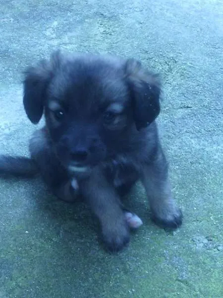 Cachorro ra a xxxx idade Abaixo de 2 meses nome xxxx