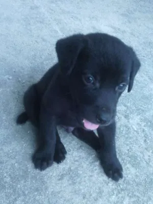 Cachorro raça xxxx idade Abaixo de 2 meses nome xxxx
