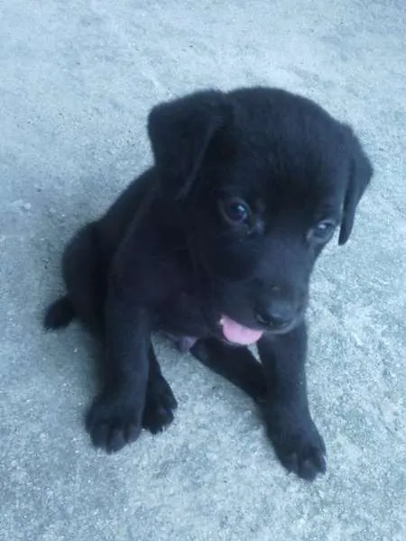 Cachorro ra a xxxx idade Abaixo de 2 meses nome xxxx