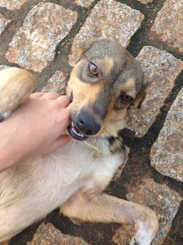 Cachorro ra a Não definida idade 2 anos nome Lindo
