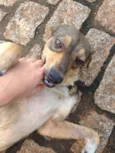 Lindo