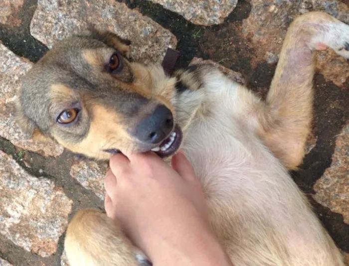 Cachorro ra a Não definida idade 2 anos nome Lindo