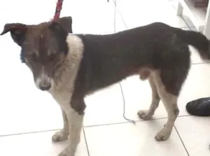 Cachorro raça srd idade 4 anos nome não sei
