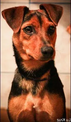 Cachorro raça vira lata idade 3 anos nome pop