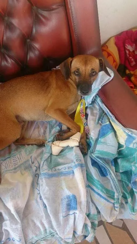 Cachorro ra a sem ração definida idade 4 anos nome Tedy