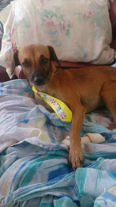 Cachorro ra a sem ração definida idade 4 anos nome Tedy