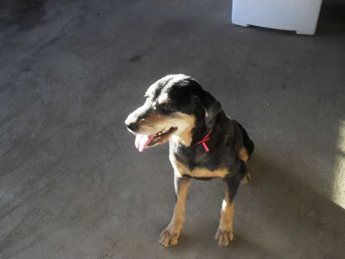 Cachorro ra a SRD idade  nome pandora