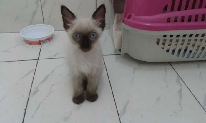 Gato ra a SRD idade 2 a 6 meses nome Romeu 