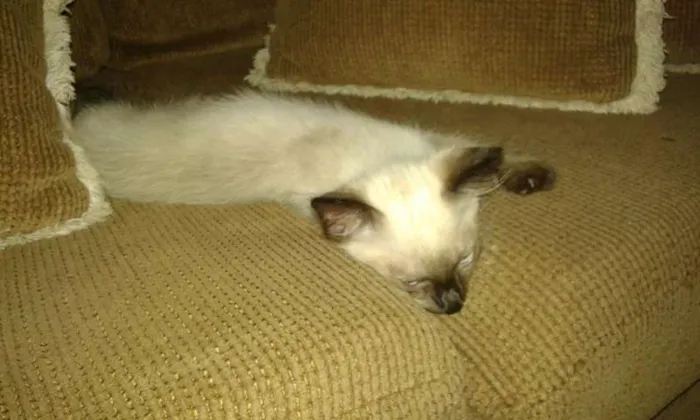Gato ra a SRD idade 2 a 6 meses nome Romeu 