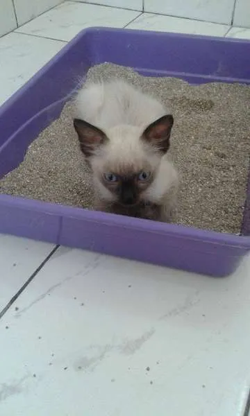 Gato ra a SRD idade 2 a 6 meses nome Romeu 