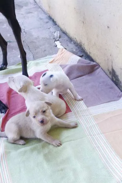 Cachorro ra a Vira Latas idade Abaixo de 2 meses nome Sem Nomes