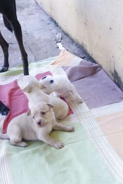 Cachorro ra a Vira Latas idade Abaixo de 2 meses nome Sem Nomes