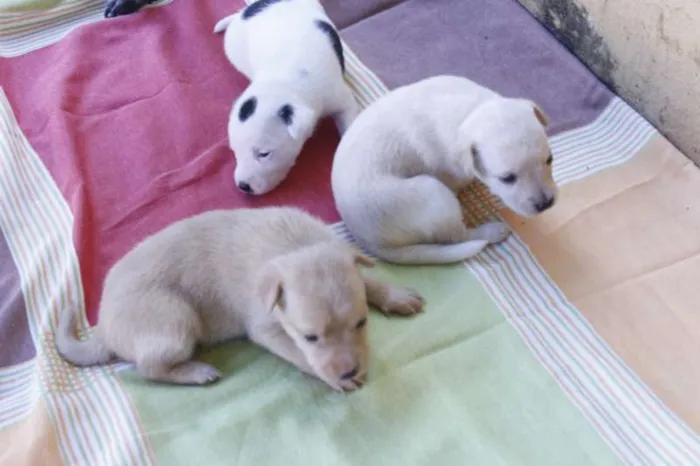 Cachorro ra a Vira Latas idade Abaixo de 2 meses nome Sem Nomes