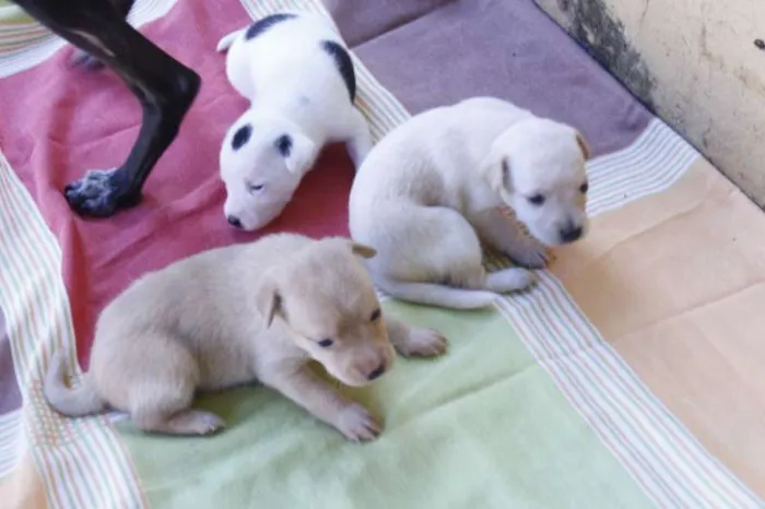 Cachorro ra a Vira Latas idade Abaixo de 2 meses nome Sem Nomes