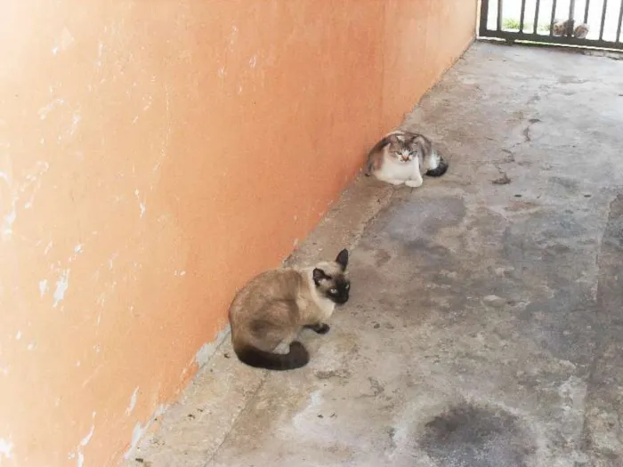 Gato ra a SRD idade 1 ano nome cheron