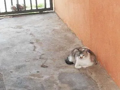 Gato ra a SRD idade 1 ano nome cheron