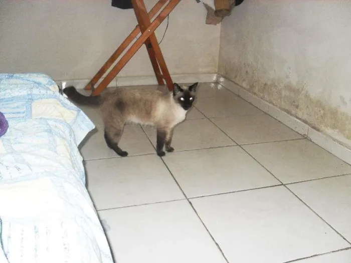 Gato ra a Siamês idade 1 ano nome maia