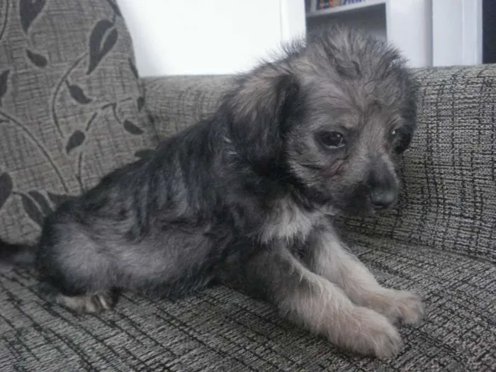 Cachorro raça Poodle+Pinscher idade Abaixo de 2 meses nome Sem nome