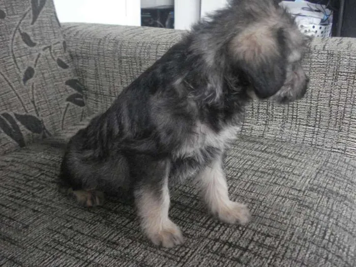 Cachorro raça Poodle+Pinscher idade Abaixo de 2 meses nome Sem nome