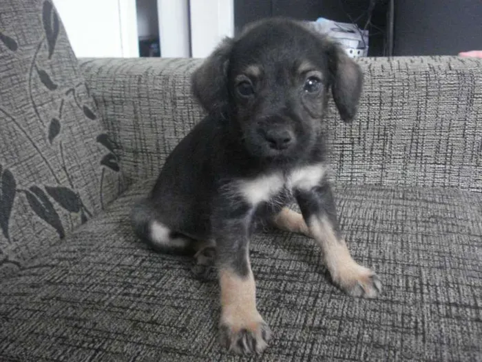 Cachorro raça Poodle+Pinscher idade Abaixo de 2 meses nome Sem nome