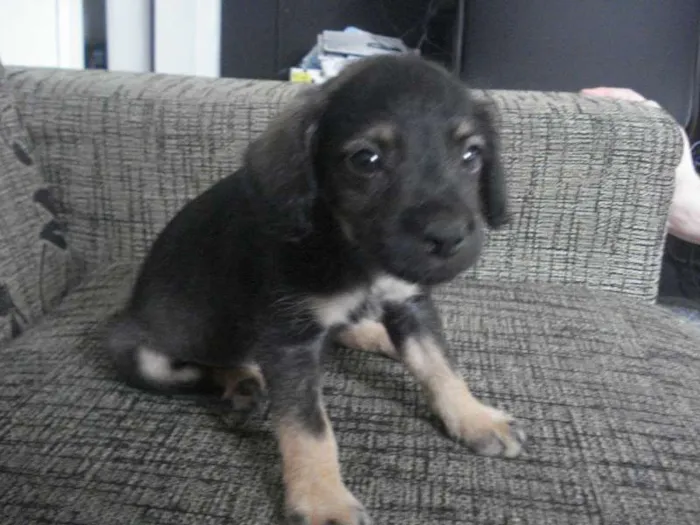 Cachorro raça Poodle+Pinscher idade Abaixo de 2 meses nome Sem nome