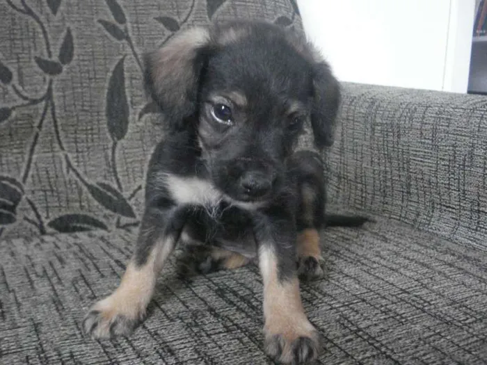 Cachorro raça Poodle+Pinscher idade Abaixo de 2 meses nome Sem nome