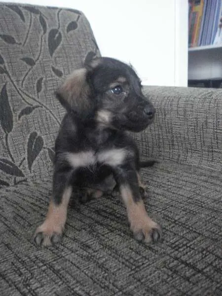 Cachorro raça Poodle+Pinscher idade Abaixo de 2 meses nome Sem nome