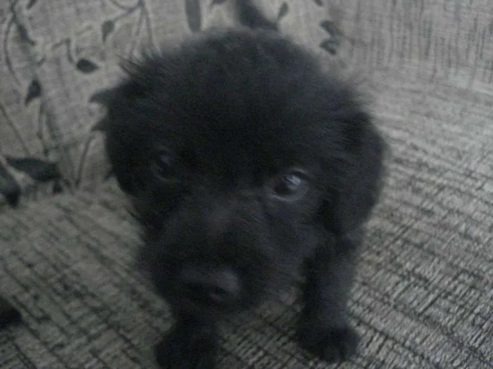 Cachorro raça Poodle+Pinscher idade Abaixo de 2 meses nome Sem nome