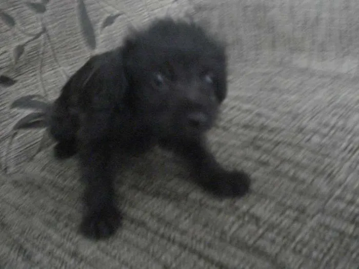 Cachorro raça Poodle+Pinscher idade Abaixo de 2 meses nome Sem nome