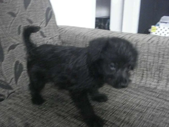 Cachorro raça Poodle+Pinscher idade Abaixo de 2 meses nome Sem nome