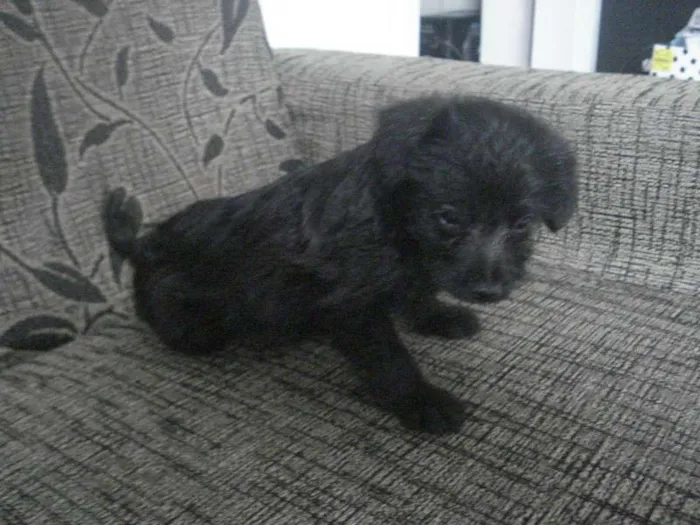 Cachorro raça Poodle+Pinscher idade Abaixo de 2 meses nome Sem nome