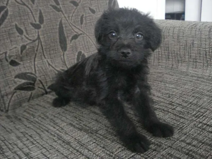 Cachorro raça Poodle+Pinscher idade Abaixo de 2 meses nome Sem nome