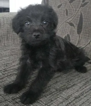 Cachorro raça Poodle+Pinscher idade Abaixo de 2 meses nome Sem nome
