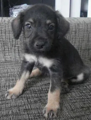 Cachorro raça Poodle+Pinscher idade Abaixo de 2 meses nome Sem nome