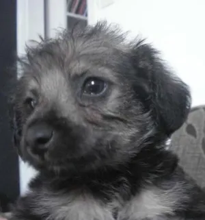 Cachorro raça Poodle+Pinscher idade Abaixo de 2 meses nome Sem nome
