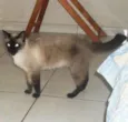 maia