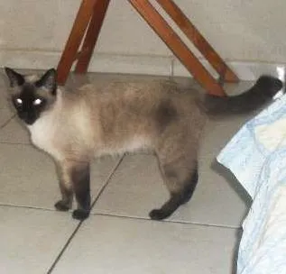 Gato ra a Siamês idade 1 ano nome maia
