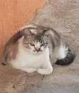 Gato ra a SRD idade 1 ano nome cheron