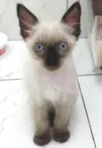 Romeu 