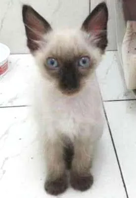 Gato ra a SRD idade 2 a 6 meses nome Romeu 