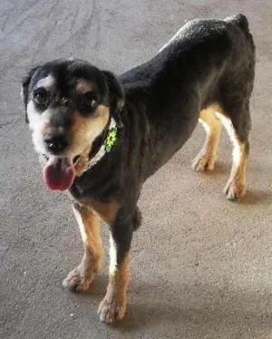 Cachorro raça SRD idade  nome pandora