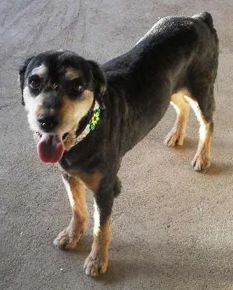 Cachorro ra a SRD idade  nome pandora