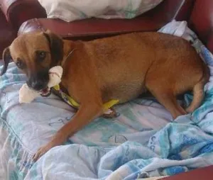 Cachorro raça sem ração definida idade 4 anos nome Tedy