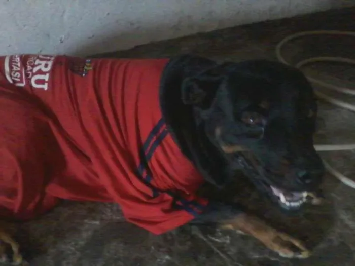 Cachorro raça Rottweiler idade 6 ou mais anos nome Kiara