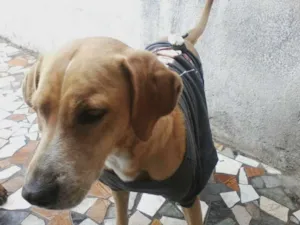 Cachorro raça Vira-Lata idade 6 ou mais anos nome Talita