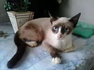Gato raça  idade 2 a 6 meses nome Sem nome