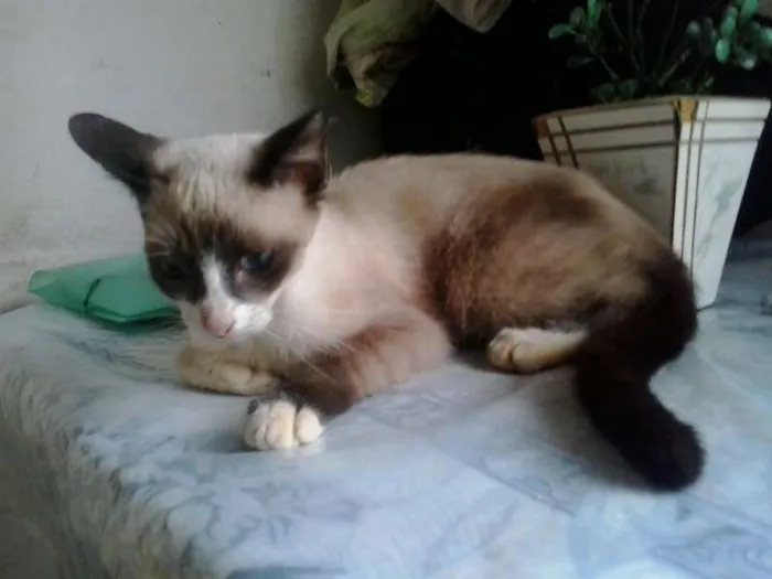 Gato raça  idade 2 a 6 meses nome Sem nome