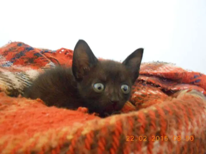 Gato ra a SRD idade 2 a 6 meses nome Faísca