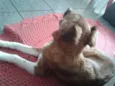 picolé